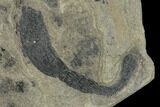Rare Fossil Peanut Worm (Lecthaylus) Plate - Illinois #142505-1